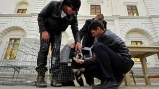 Actorul Mickey Rourke a adoptat un caine vagabond din Romania