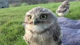 Doua bufnite mici, animalele de companie ale unui britanic (Video)
