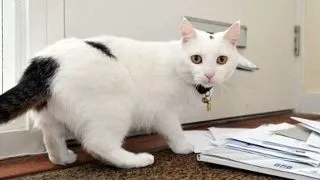 Snowball, pisicuta care ataca postasi!