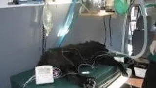 Zece motive pentru care puiul tau  are nevoie de veterinar