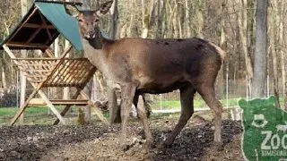 Gradina Zoologica din Timisoara