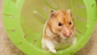 Rhino, hamsterul care a murit si a inviat