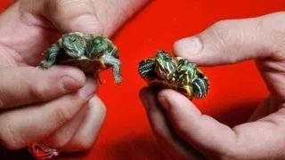 Un barbat colectioneaza animale cu doua capete (foto)