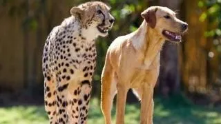 Un caine si un ghepard sunt prieteni la catarama (Video)