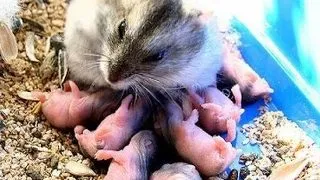 Gestatia la hamster si dezvoltarea puilor in primele saptamani de viata