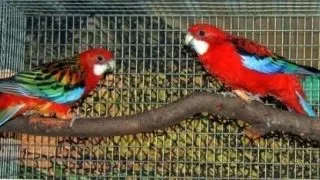 Aspecte premergatoare reproductiei la papagalii Rosella