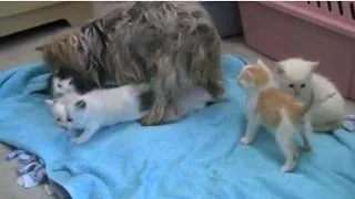 O catelusa, mama adoptiva a cinci pisoi orfani (Video)
