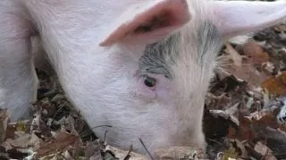 Dupa caracatita Paul, un porcusor din Ucraina este oracolul Euro 2012