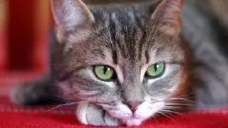 Gripa felina sau raceala la pisici: simptome si tratament