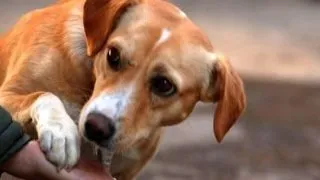 Targ de adoptii canine la Oradea, de Ziua Copilului