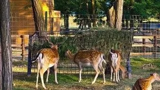 Gradina Zoologica Ramnicu Valcea