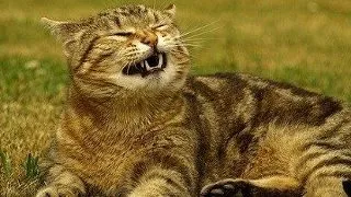 Pisica are alergie: Cum descoperi si tratezi alergiile pisicilor