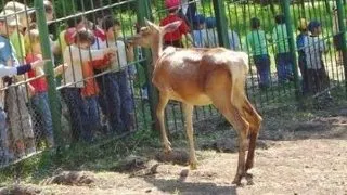 Gradina Zoologica Garboavele din Galati