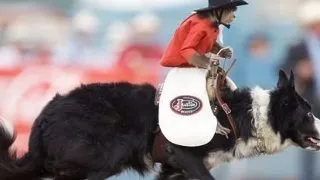 Un capucin calaret de rodeo pe un Border Collie