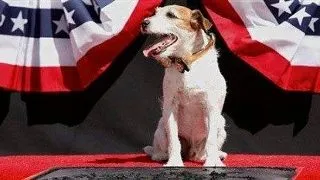 Uggie, cainele din "Artistul", a iesit la pensie oficial