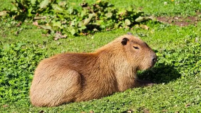 Marmotele: Ce trebuie sa stii despre aceste animale?