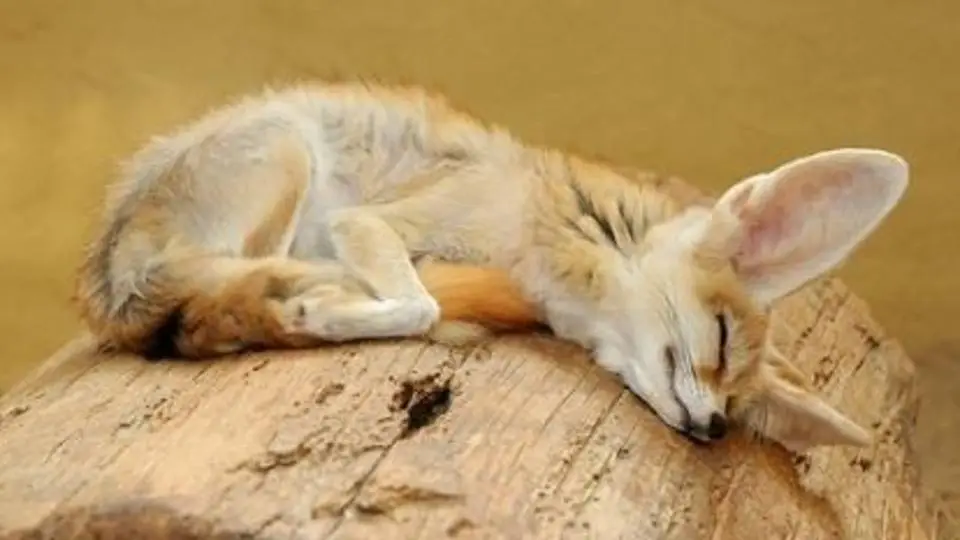 1/1773