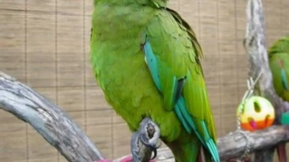 2/243