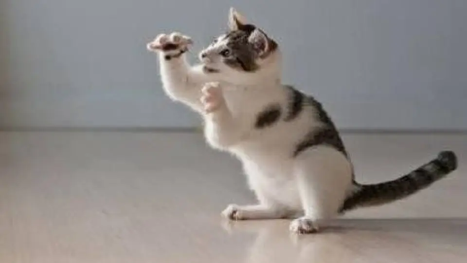 5/538