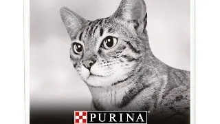 Pro Plan Cat Delicate Turkey/Rice 1.5 kg