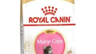 Royal Felin Kitten Mainecoon 2 kg