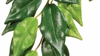 Exo Terra Planta Ficus Large 70 CM PT3050
