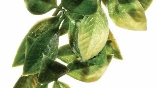 Exo Terra Planta Mandarin Small 45 CM PT 3002