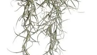 Exo Terra Planta Spanish Moss Mare