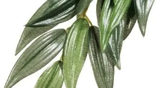 Exo Terra Planta Ruscus Small 35 CM PT3031