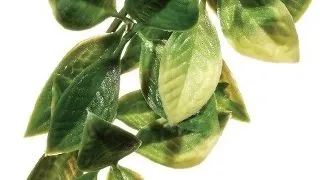 Exo Terra Plante Mandarin L PT3022