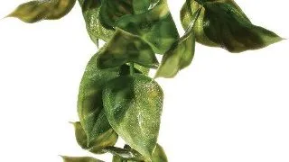 Exo Terra Planta Ampallo Medium 40 CM PT3011