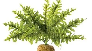 Exo Terra Planta Boston Fern Medium PT2995