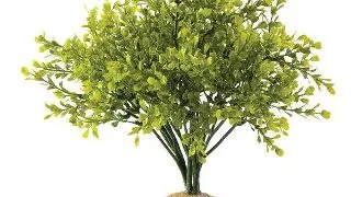 Exo Terra Plante Boxwood Bush