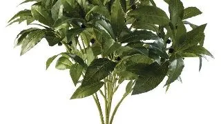 Exo Terra Plante Laurel Bush