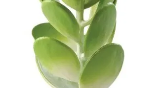 Exo Terra Plante Jade Cactus PT2984