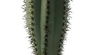 Exo Terra Plante Saguaro Cactus S PT2981