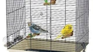Pet Expert Colivie Classic Small Blue