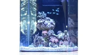 Acvariu marin Blau Open Reef 45x45x45 cm