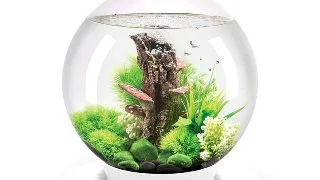 Acvariu Oase biOrb CLASSIC 30 LED Thermo alb
