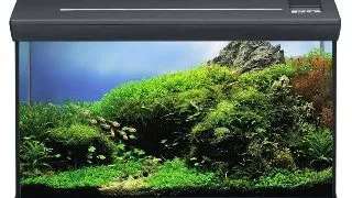 Acvariu complet EHEIM aquaclass 66 anthracite  60 7x31x35 cm