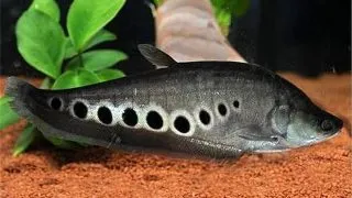 Notopterus chitala