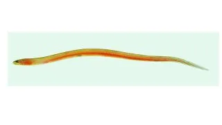 Anghila mlastina Ophisternon gutturale
