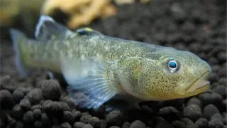 Chamidogobius eremius