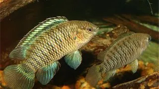 Badis badis