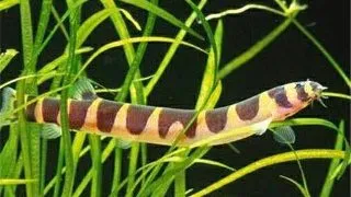 Acanthophthalmus kuhli