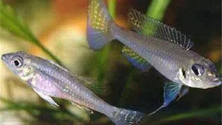 Biotoecus opercularis