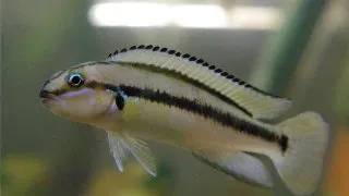 Telmatochromis vittatus
