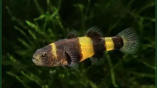 Brachygobius xanthozona