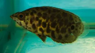 Ctenopoma acutirostre