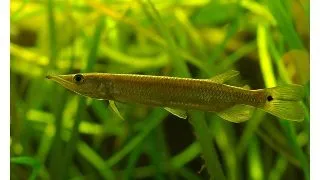 Ctenolucius hujeta